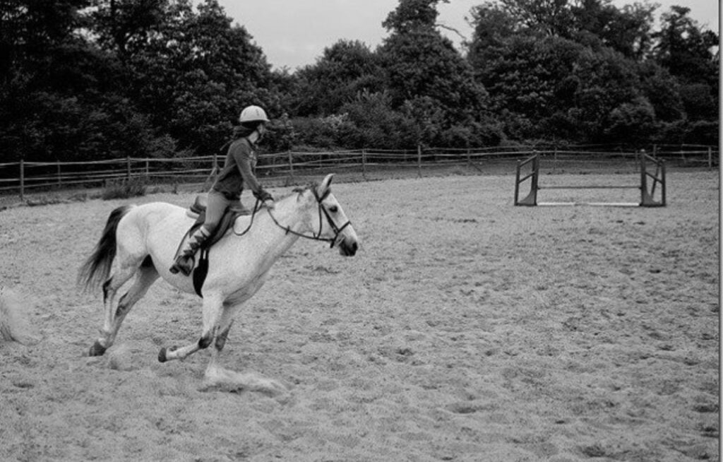 Image page accueil du club d'équitation Haras de Klasalys - Club d'équitation