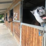 Galérie photo de la page d'accueil - Haras de Klasalys Club d'équitation