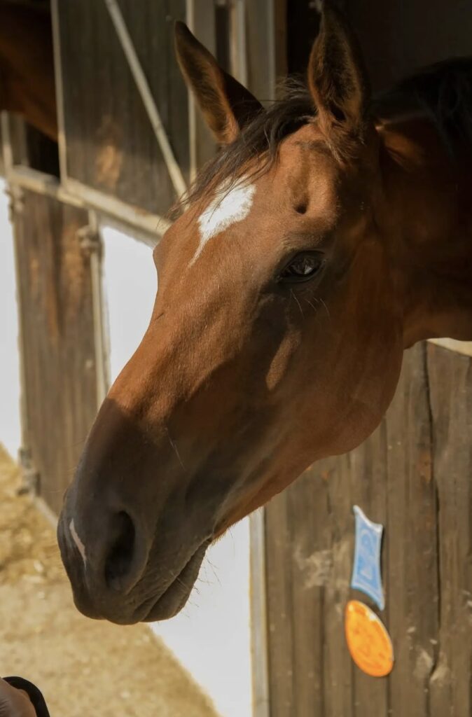 Image pour l'inscription de nos dates importantes de notre club d'équitation - haras de klasalys